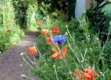 poppies-cornflowers ccu copy.jpg